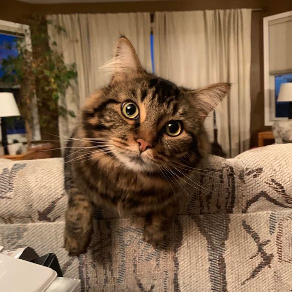 Meet your Posher, Tracy - Picture 1 of 1